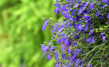 Lobelia lobelia