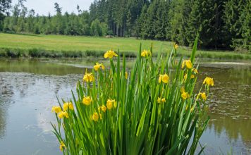 Gele lis & Amerikaanse lis gele lis