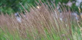 Molinia molinia