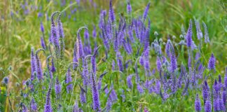 Hoge ereprijs hoge ereprijs