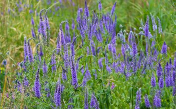 Hoge ereprijs hoge ereprijs