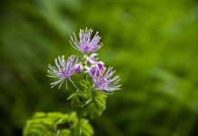 Ruit Thalictrum aquilegifolium