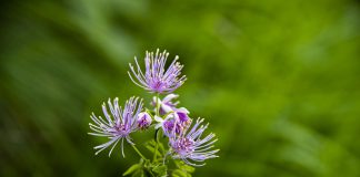 Thalictrum aquilegifolium