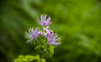 Ruit Thalictrum aquilegifolium