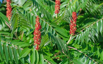 Fluweelboom fluweelboom