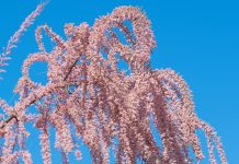 Tamarisk tamarisk