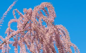 Tamarisk tamarisk