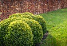 Buxus Buxus