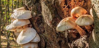 Oesterzwam oesterzwammen op een boom