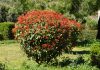 Photinia Photinia