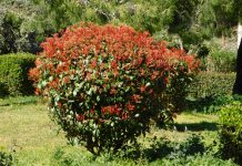 Photinia Photinia
