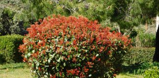 Photinia