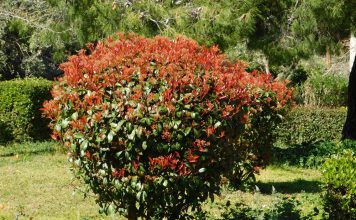 Photinia Photinia