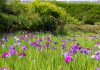 Japanse lis en Moerasiris Iris ensata