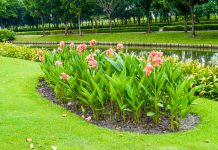 Indisch bloemriet indisch bloemriet