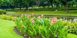 Indisch bloemriet indisch bloemriet