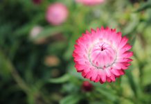 Goudstrobloem Goudstrobloem