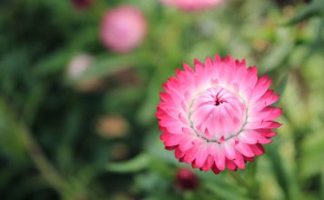 Goudstrobloem Goudstrobloem