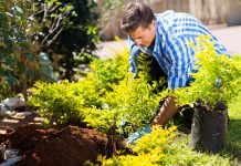 Het planten van een heester heester planten
