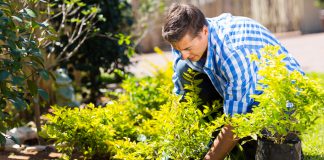 heester planten