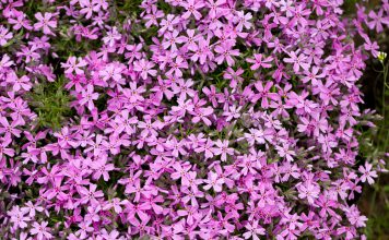 Aubrieta