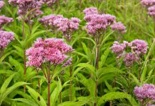 Eupatorium Eupatorium