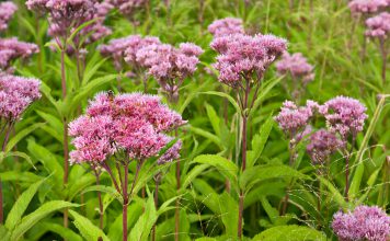 Eupatorium Eupatorium