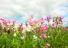 Lathyrus Lathyrus odoratus