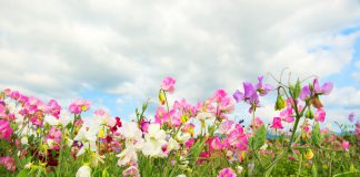 Lathyrus Lathyrus odoratus