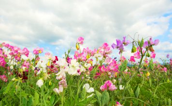 Lathyrus Lathyrus odoratus