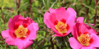 Portulaca portulaca