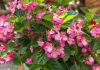Perkbegonia perkbegonia