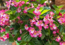 Perkbegonia perkbegonia