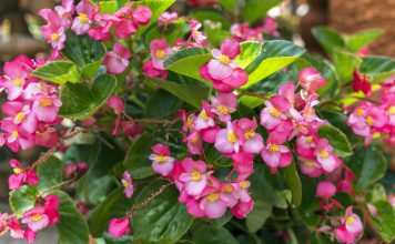 Perkbegonia perkbegonia