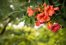 Trompetklimmer trompetklimmer