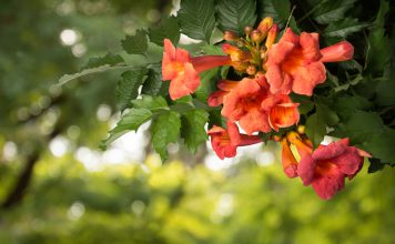 Trompetklimmer trompetklimmer