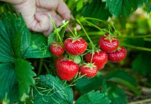 Aardbei aardbeienplant