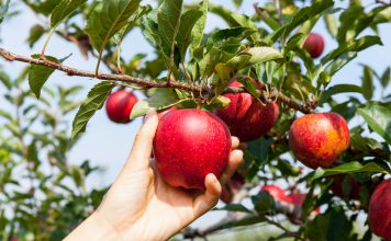 Zomerappel Zomerappel