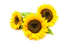 zonnebloemen