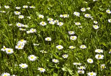 Madeliefje madeliefje