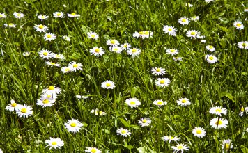 Madeliefje madeliefje