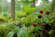 Bosaardbei bosaardbei