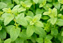 Citroenmelisse Citroenmelisse