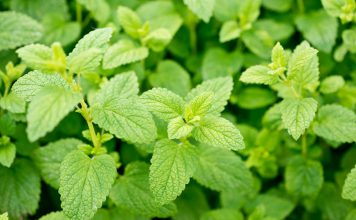 Citroenmelisse Citroenmelisse