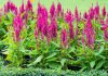 Celosia celosia