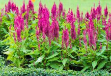 Celosia celosia