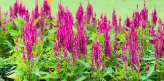 celosia