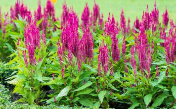 Celosia celosia