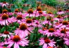 Echinacea Echinacea purpurea