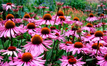 Echinacea Echinacea purpurea